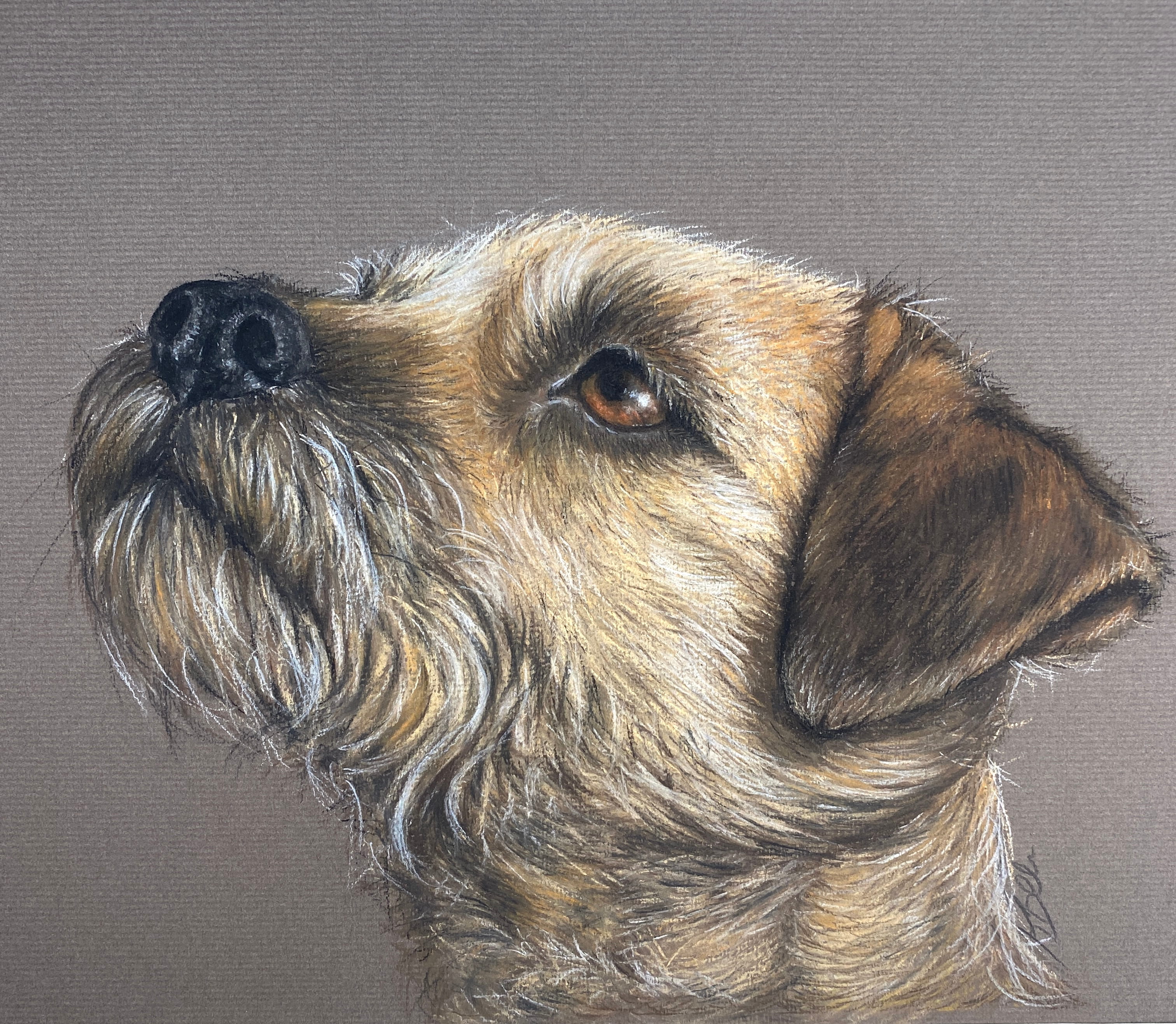 Faithfull Friend Border Terrier Original pastel drawing